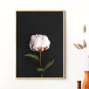 Flower Print, Botanical Art, Peony Art, Flower Photography, Flower Poster, Botanical Photo, Flower Wall Art, Floral Print, Digital Download image 1