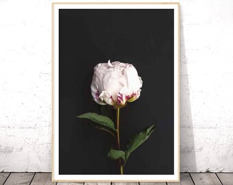 Flower Print, Botanical Art, Peony Art, Flower Photography, Flower Poster, Botanical Photo, Flower Wall Art, Floral Print, Digital Download