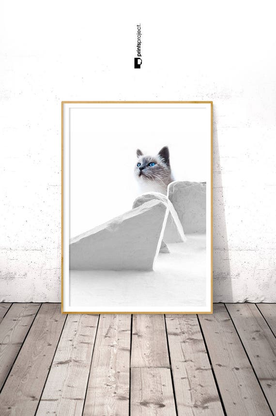 Cat Print Animal Portrait White Wall Decor Farmhouse Image 0