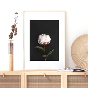 Flower Print, Botanical Art, Peony Art, Flower Photography, Flower Poster, Botanical Photo, Flower Wall Art, Floral Print, Digital Download image 2