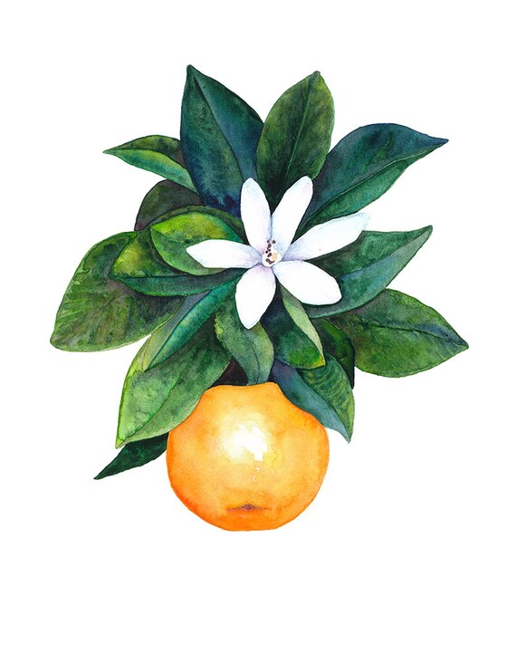Orange Blossom Watercolor Painting Art Print Etsy