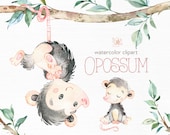 Opossum. Watercolor animals clip art, wild, native, forest, wreath, florals, little possum, North America, greeting, babyshower, woodland
