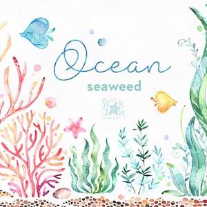 Ocean. Seaweed. Underwater watercolor clip art, water plants, seaware, fishes, starfish, sea, nautical, undersea, aquarium, babyshower, alga