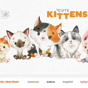 Cute Kittens. Siamese, Calico, Ragdoll, Sphynx, Exotic. Watercolor cat clipart, pet, creator, portrait, kitty, nursery, art, gallery, friend