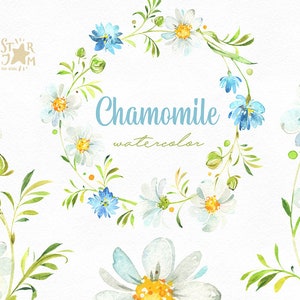 Chamomile. Wreaths, Flowers. Watercolor floral clipart, leaf, knapweed, cornflower, blue, leaves, delicate, spring, greeting, camomile