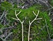 Deer antler hair pin Mori girl Green witch Handmade forest jewelry Gift for her 