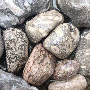 May include: A close-up of a collection of smooth, water-worn stones. The stones are in shades of grey, brown, and beige, with unique patterns and textures, some resembling fossils. The image highlights the natural details of the stones.