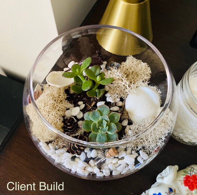 May include: A clear glass terrarium with a variety of plants, including succulents, moss, and small pine cones. White rocks and seashells are scattered throughout the terrarium.