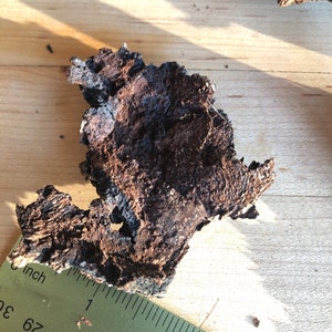 Puede incluir: Un primer plano de un trozo de corteza marr&oacute;n oscuro con una textura rugosa. La corteza mide aproximadamente 2,5 cm de ancho y 5 cm de largo. Est&aacute; sobre una superficie de madera marr&oacute;n claro.