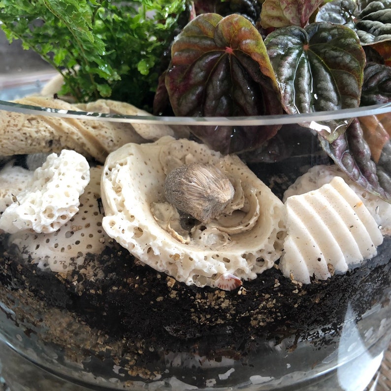 May include: A glass terrarium with a variety of plants, including ferns and a leafy plant with dark red leaves. The terrarium is filled with soil and decorated with white coral and seashells.