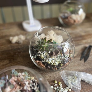 May include: Three glass terrariums with different arrangements of succulents, moss, and small stones. The terrariums are on a wooden table with a white lamp in the background.