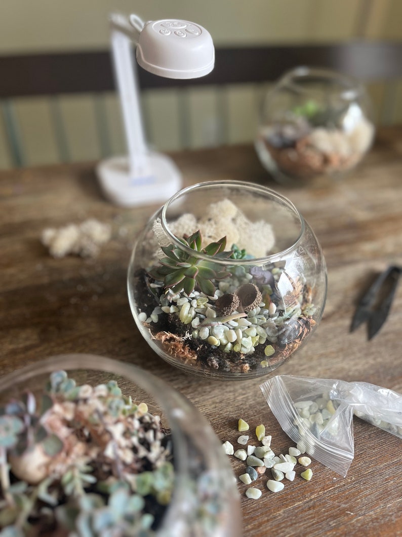 May include: Three glass terrariums with different arrangements of succulents, moss, and small stones. The terrariums are on a wooden table with a white lamp in the background.