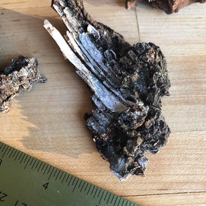 Puede incluir: Primer plano de un trozo de corteza de color gris claro y marr&oacute;n oscuro. La corteza mide aproximadamente 12,5 cm de largo y 5 cm de ancho. Una regla se encuentra en el fondo.