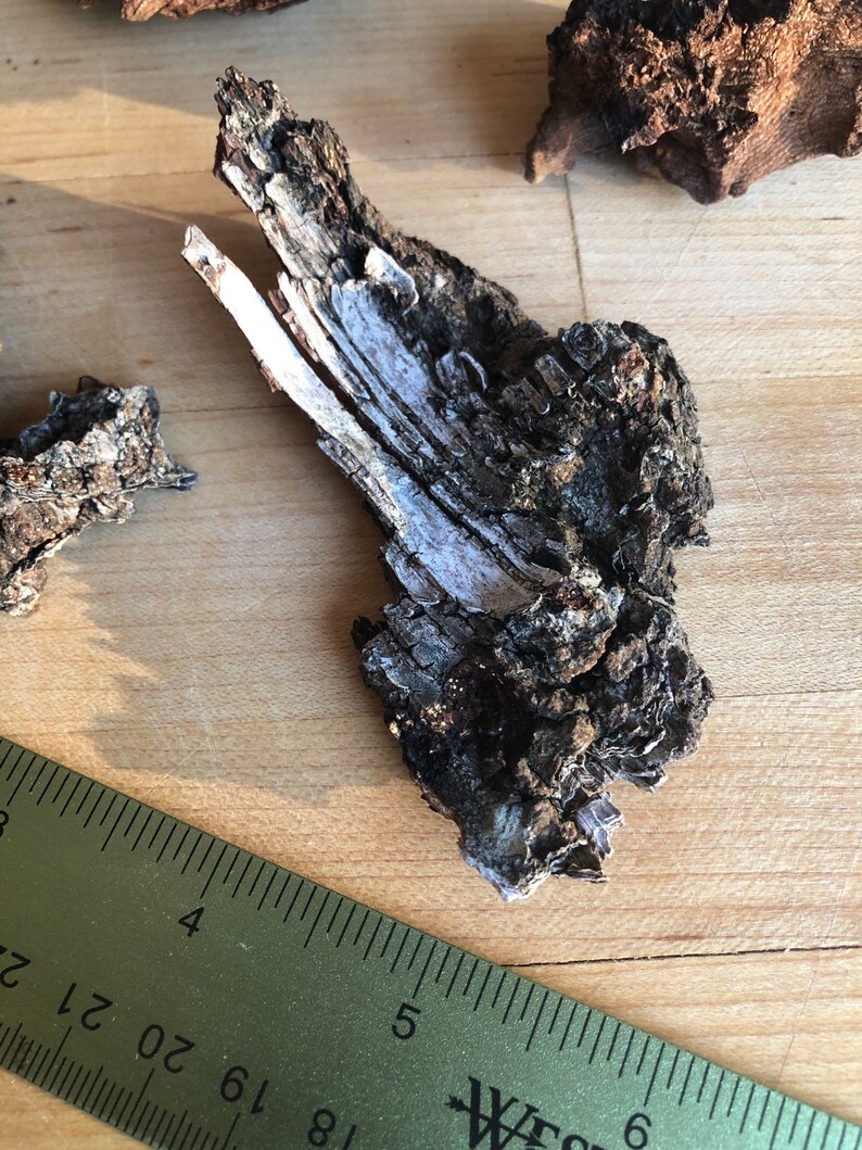 Puede incluir: Primer plano de un trozo de corteza de color gris claro y marr&oacute;n oscuro. La corteza mide aproximadamente 12,5 cm de largo y 5 cm de ancho. Una regla se encuentra en el fondo.
