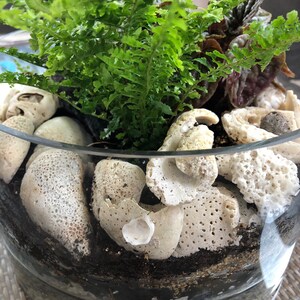 May include: A glass terrarium filled with a variety of plants, including ferns and succulents. The terrarium is decorated with white coral and shells.