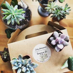 Succulent Terrarium Building Kit: DIY Natural Glass Container, Moss & Treasures