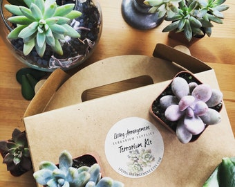 Succulent Terrarium Building Kit: DIY Natural Glass Container, Moss & Treasures