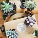 DIY Terrarium Building Kit Complete for Succulents Editors Pick List 