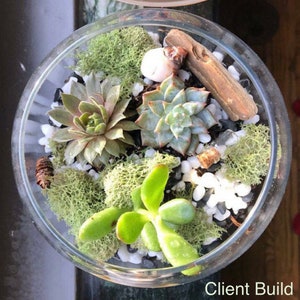 May include: A glass terrarium with a variety of succulents, moss, and small white stones. The terrarium is decorated with a piece of driftwood and a small seashell. The text "Client Build" is visible at the bottom of the image.