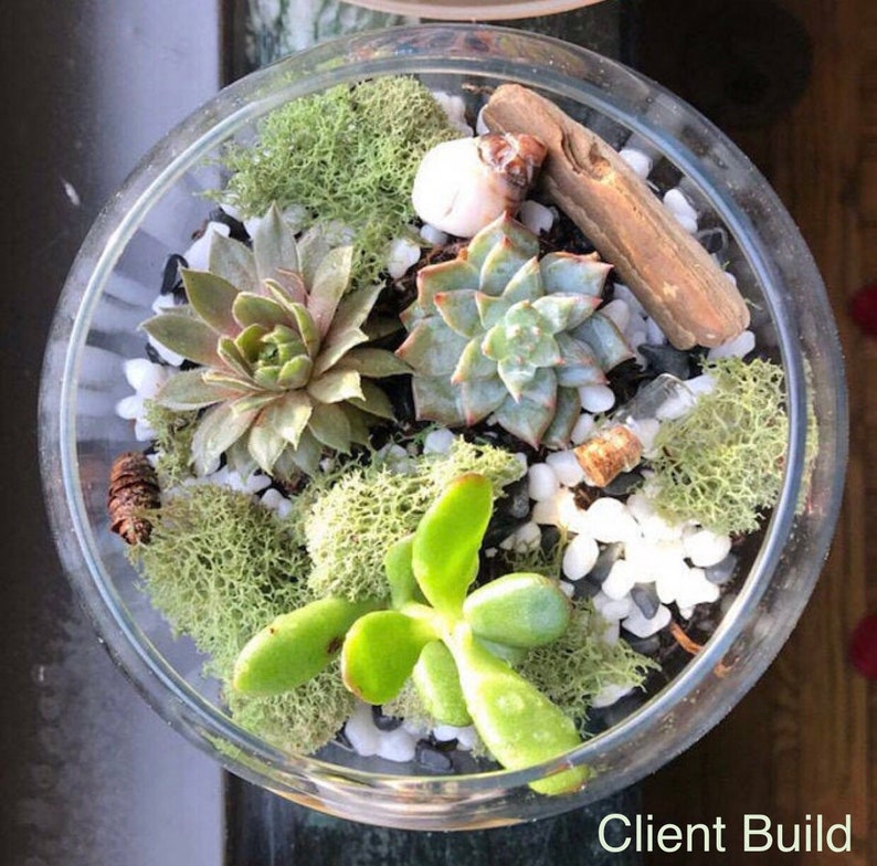 May include: A glass terrarium with a variety of succulents, moss, and small white stones. The terrarium is decorated with a piece of driftwood and a small seashell. The text "Client Build" is visible at the bottom of the image.