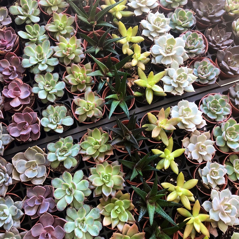 May include: A collection of succulent plants in small pots arranged in rows. The plants are a variety of green, brown, and gray colors. The pots are black and have a grid pattern.