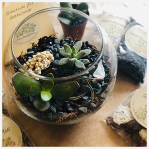 May include: A glass terrarium with a variety of succulents, small black rocks, and white pebbles. The terrarium is on a wooden surface.