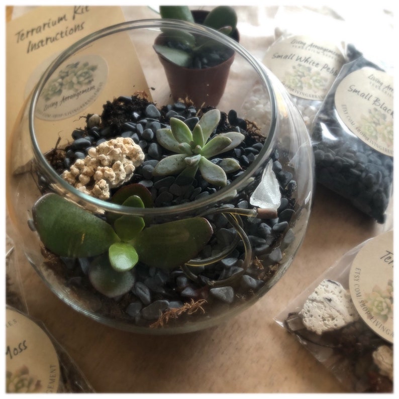 May include: A glass terrarium with black pebbles, white rocks, and two green succulents. The terrarium is on a wooden surface with other terrarium supplies.