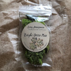 Bright Green Reindeer Moss Chartreuse Decorative