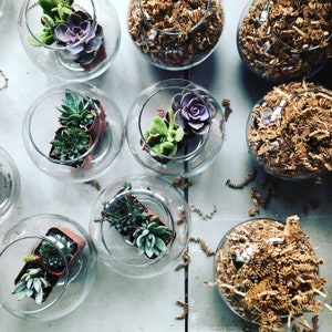 May include: A collection of small glass terrariums with various succulents and green plants. The terrariums are arranged on a light gray surface with brown paper shreds scattered around.