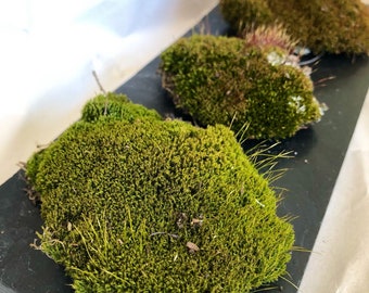 Live Moss Tuft: Maine Organic Plants for Terrarium & Fairy Garden