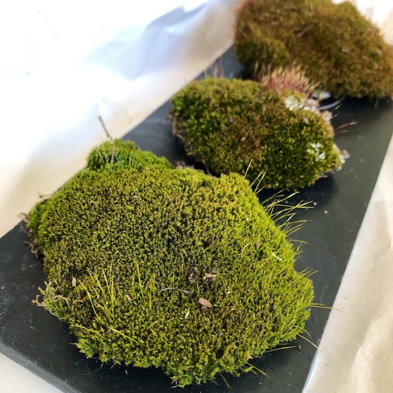 Live Moss Tuft for Moss Terrarium, Fairy Garden, Mini Garden, Living Moss,  Organic Plants 