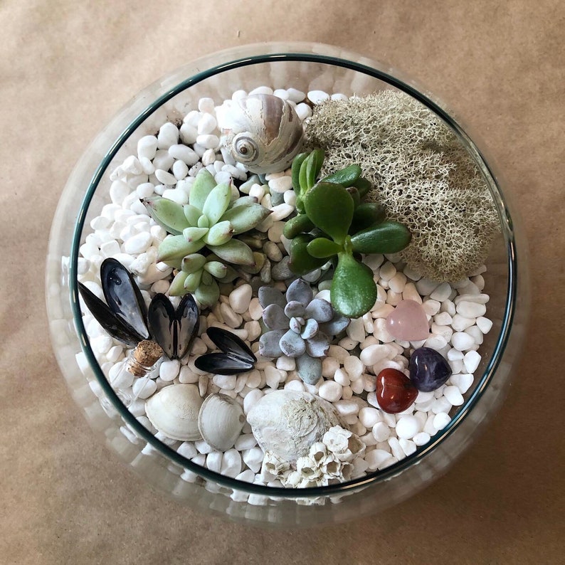 May include: A glass terrarium filled with white pebbles, seashells, and small plants. There are also several small pink, red, and purple crystals in the terrarium.