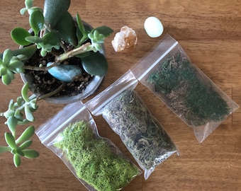 Dried Moss Pack for Terrariums & Fairyhouses