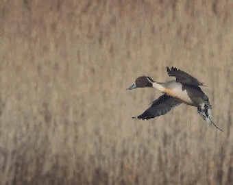 Pintail in Flight Cross Stitch Pattern ~ PDF, Instant download, Pintail, Duck, Lake, Fly, Hunt, Fall, Autumn, Country, Waterfowl, Pond.