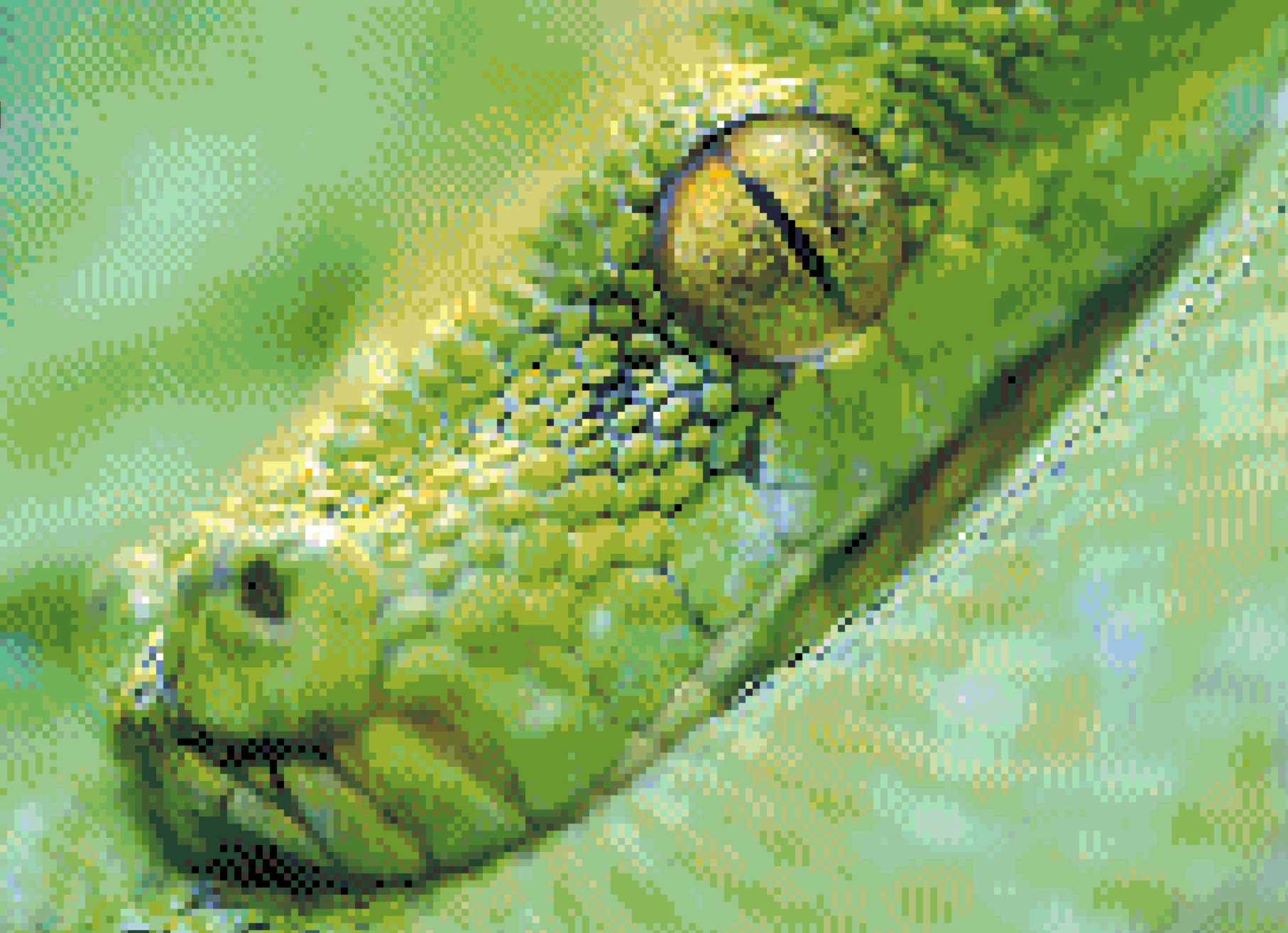 Green Tree Python Eye