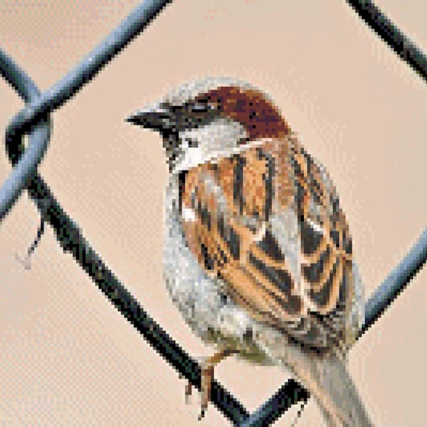 Sparrow in Chain Link Fence Cross Stitch Pattern ~ PDF, Instant download, Bird, Sparrow, Warbler, Wren, Country, Fence, Little bird.