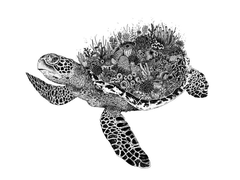 Coral Turtle Art Print Turtle Drawing Turtle Art Beach Print Ocean Art Under the Sea Art Coast House Wall Art Print image 2