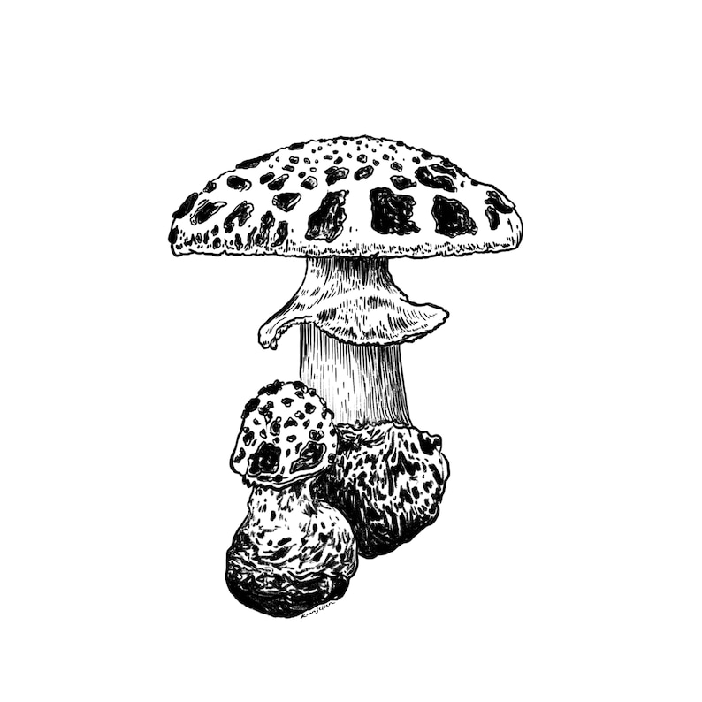 Amanita Mushroom Art Print, Fly Agaric Ink Mushroom Drawing, Mushroom wall art, fungi illustration, mushroom wall decor, mushroom lover gift image 2