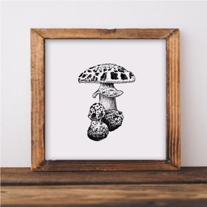 Amanita Mushroom Art Print, Fly Agaric Ink Mushroom Drawing, Mushroom wall art, fungi illustration, mushroom wall decor, mushroom lover gift image 1