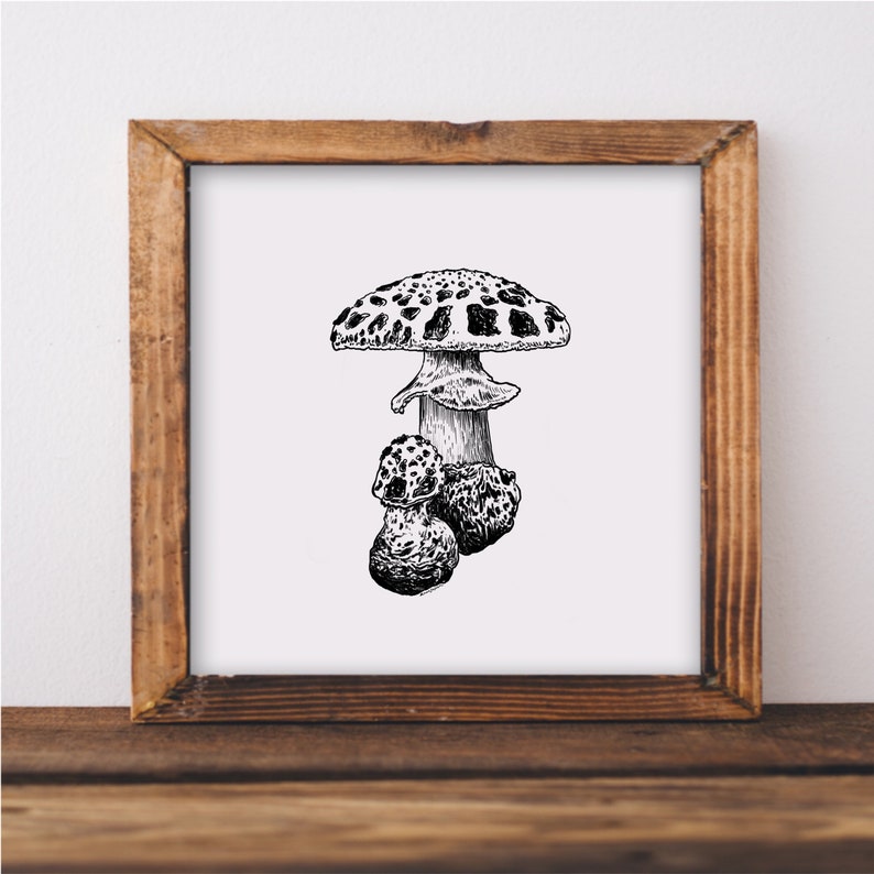 Amanita Mushroom Art Print, Fly Agaric Ink Mushroom Drawing, Mushroom wall art, fungi illustration, mushroom wall decor, mushroom lover gift image 1