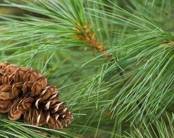 Organic Pine Needle Tea | MAGICAL HERBS |Fresh Pine Needle | Pine Needle | Pine Needle Herb | White Pine Needles |