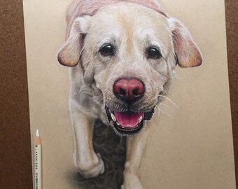 Custom Colored Pencil Pet Drawing