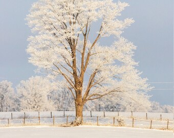 Photography - Hoarfrost Tree - Iowa - Photographic Prints - Canvas Wraps - Vivid Metals