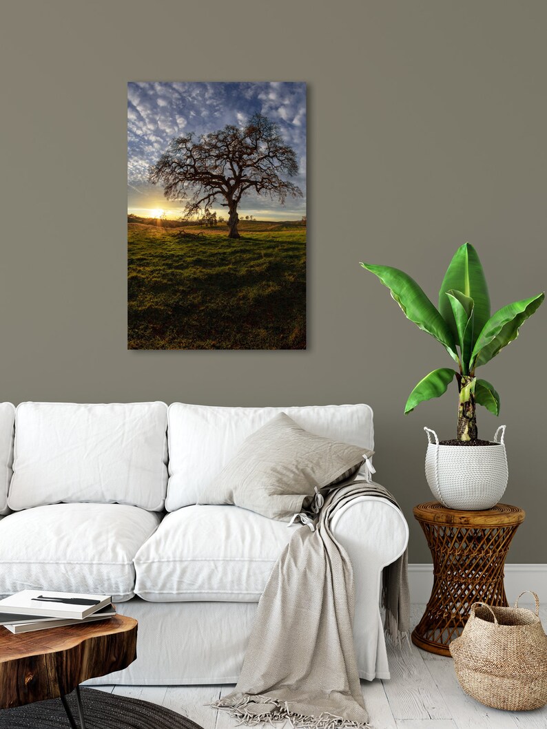 Vertical Photography Oak Tree at Sunset Sierra Foothills - Etsy