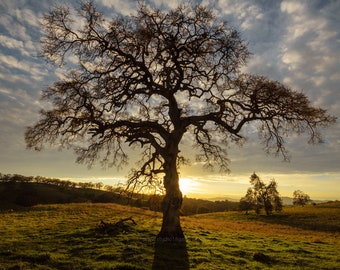 Photography - Oak tree Silhouette - Sierra Foothills California - Oak Tree Digital Prints - Oak Silhouette Photography Horizontal