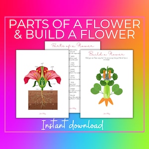 Teile einer Blüte | Eine Blume bauen | Vorschulblume Einheitsstudie | Vorschule druckbar