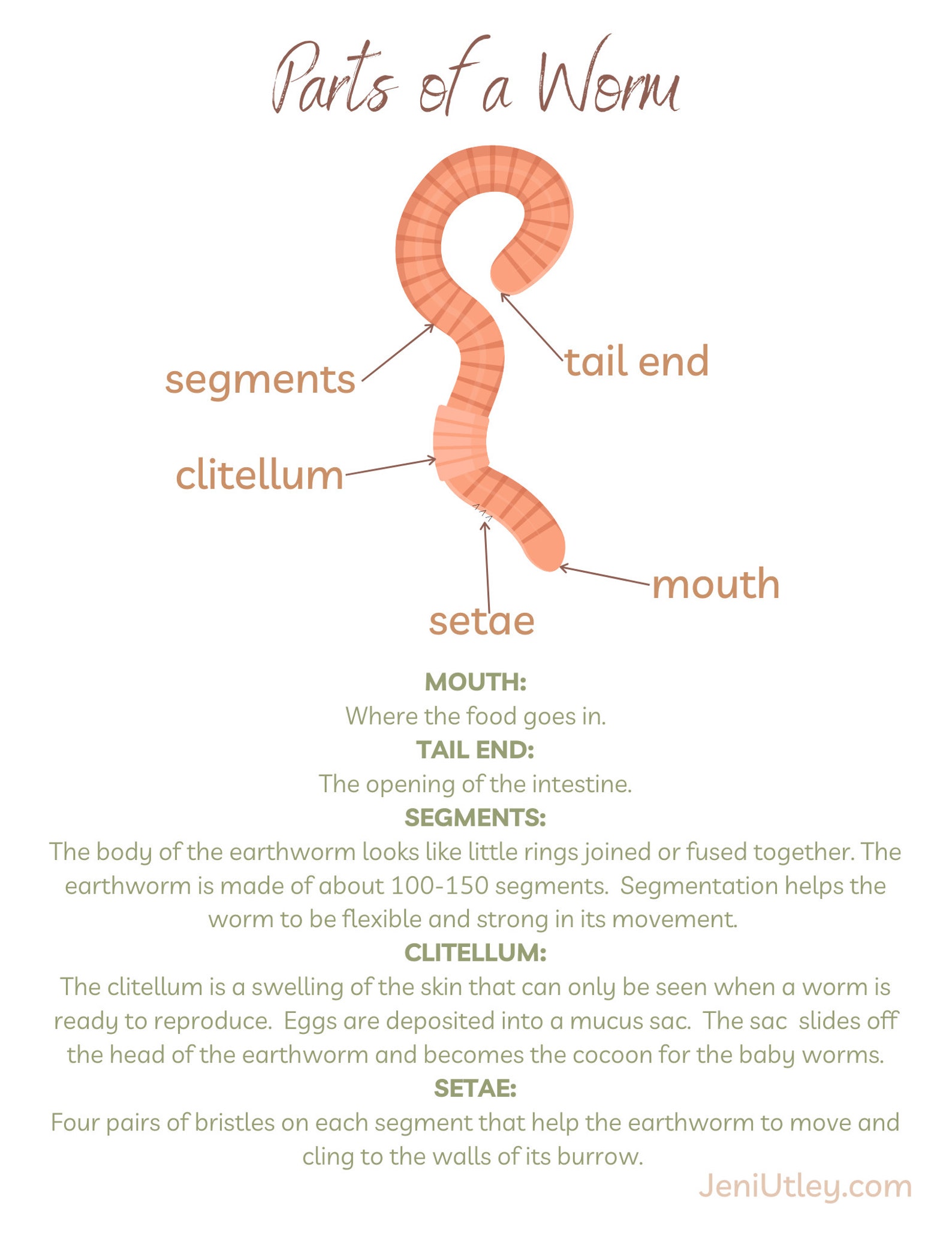 Worm Learning Activities for Kids Printable Kids Workbook Nature ...