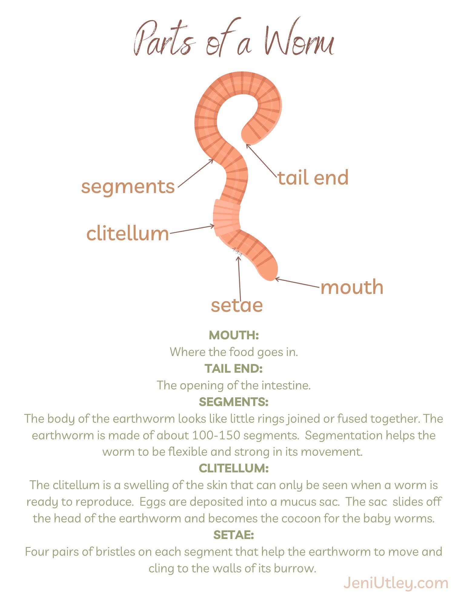 Worm Learning Activities for Kids Printable Kids Workbook Nature