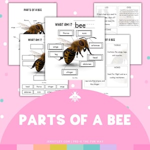Bee Anatomy Worksheet | Label a Bee Printable (Digital Download)