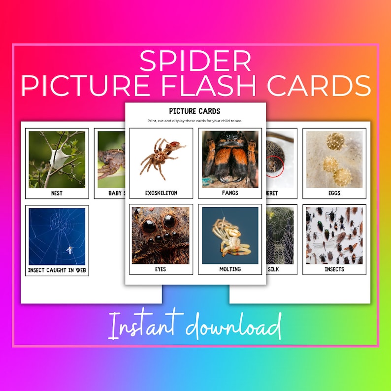 Spider Flash Cards | Preschool Curriculum | Preschool Activities - Etsy